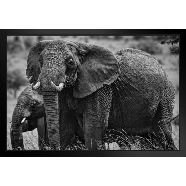 Latitude Run® African Elephant Family Black And White Photo African Elephant Wall Art Elephant